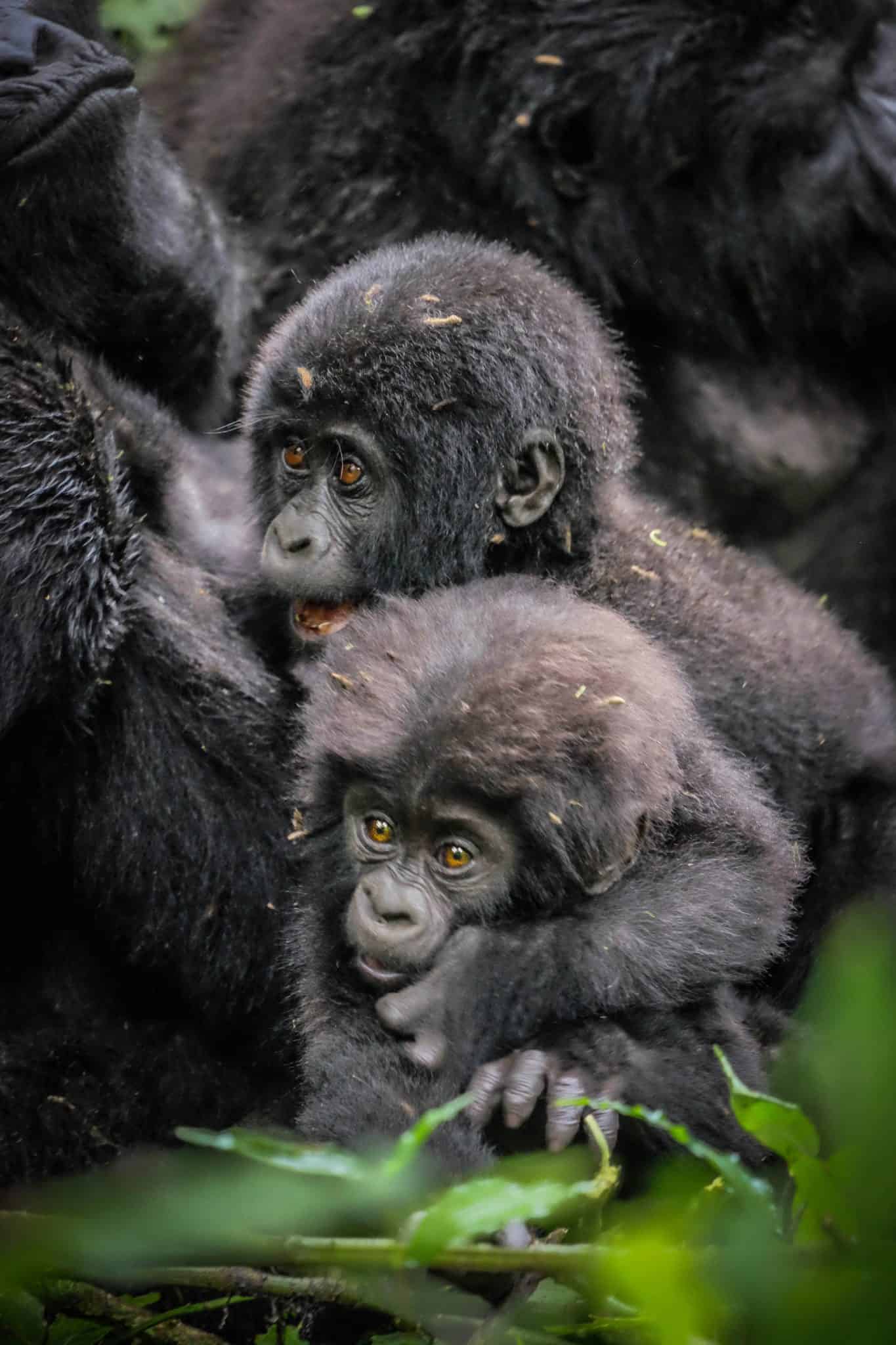 Gorilla Bwindi Impenetrable Forest