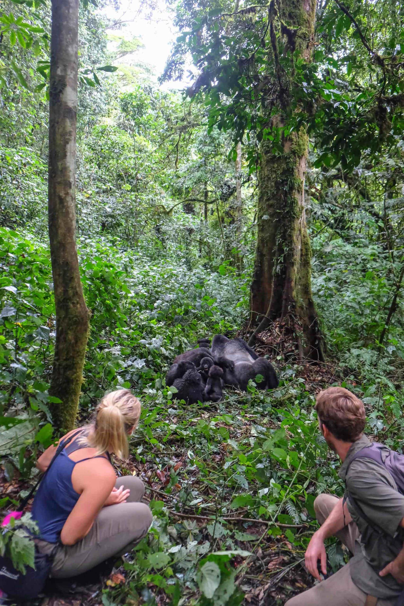 Gorilla Family in Bwindi Impenetrable Forest