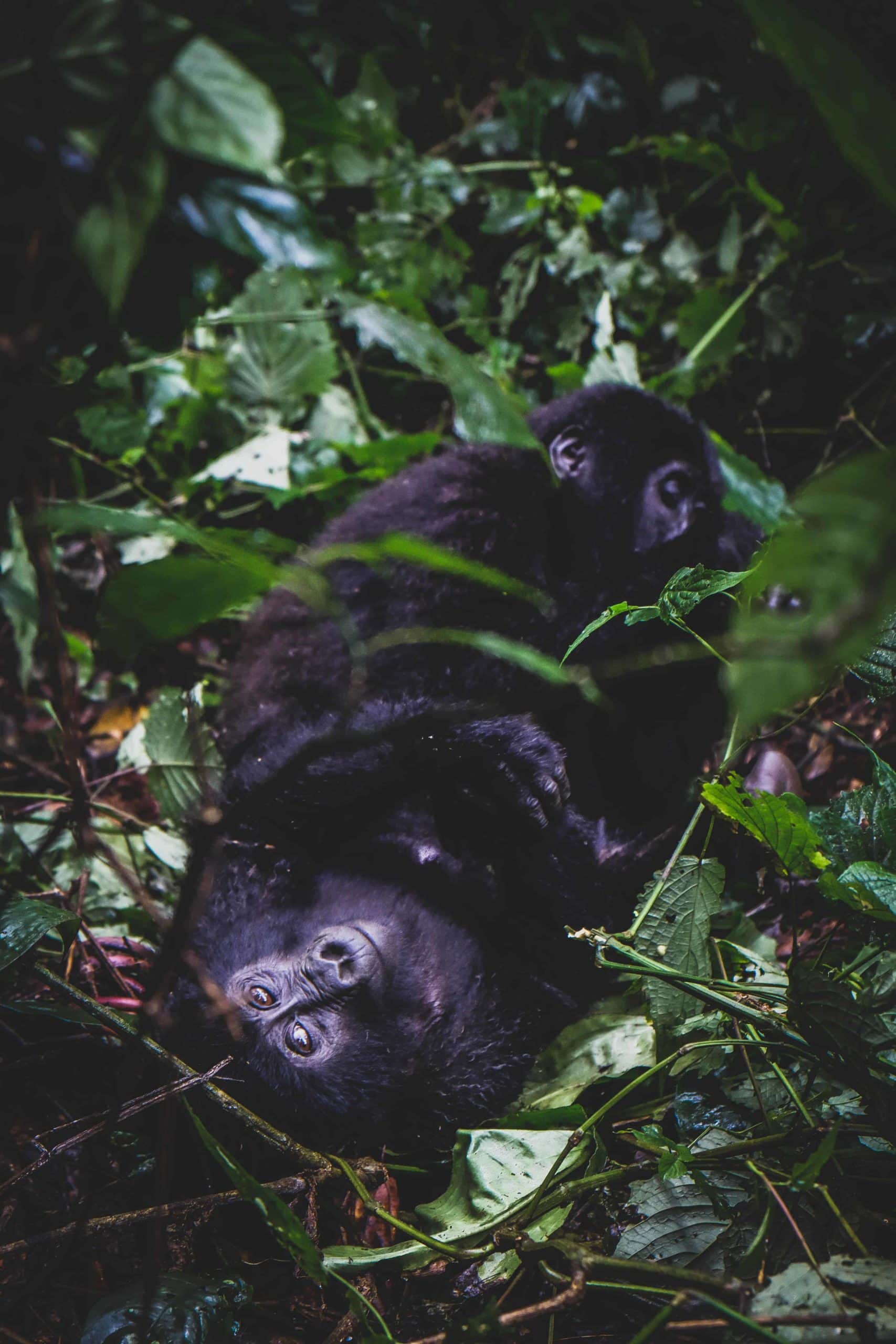 Gorilla Lounging