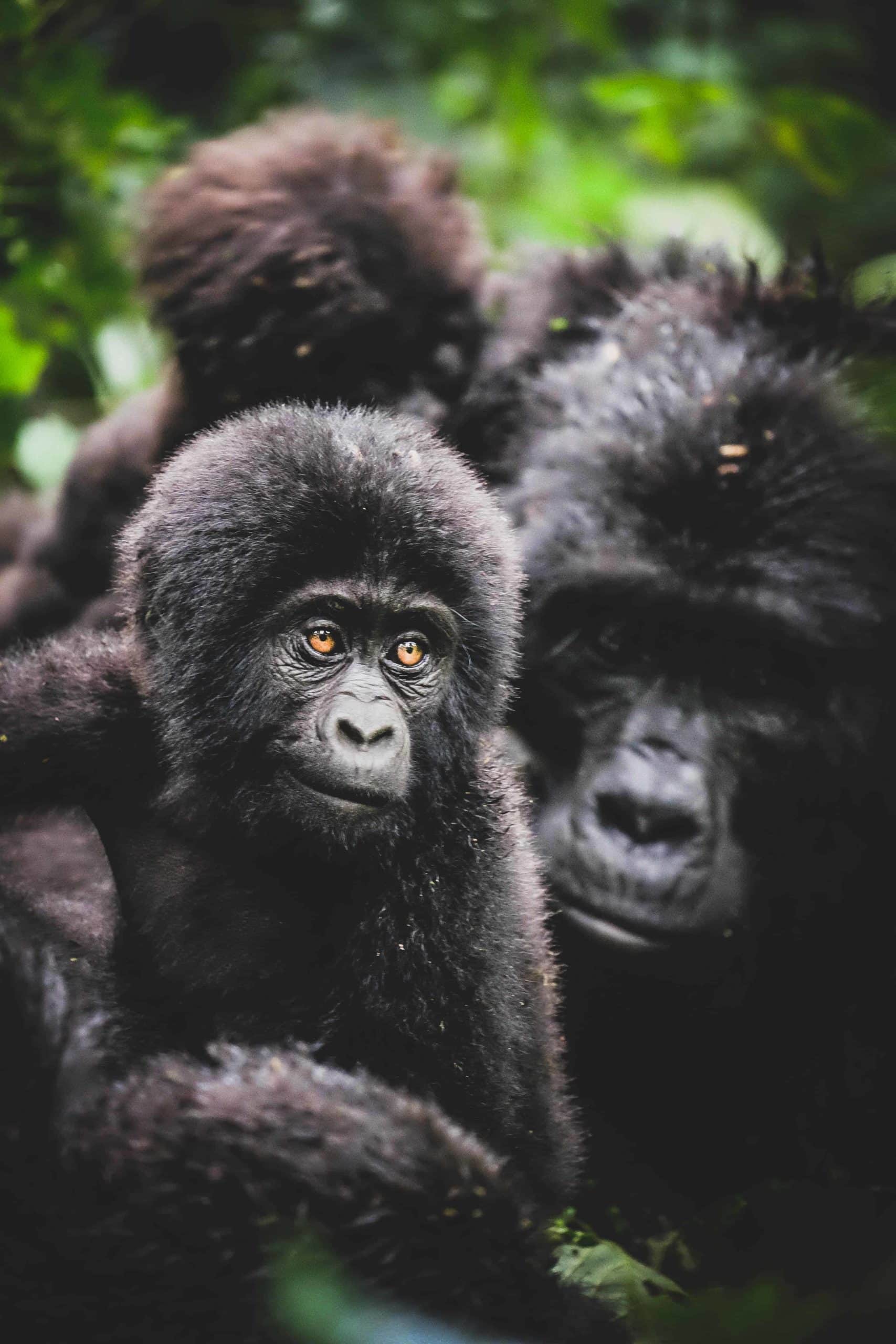 Baby Gorilla in Bwindi Impenetrable Forest