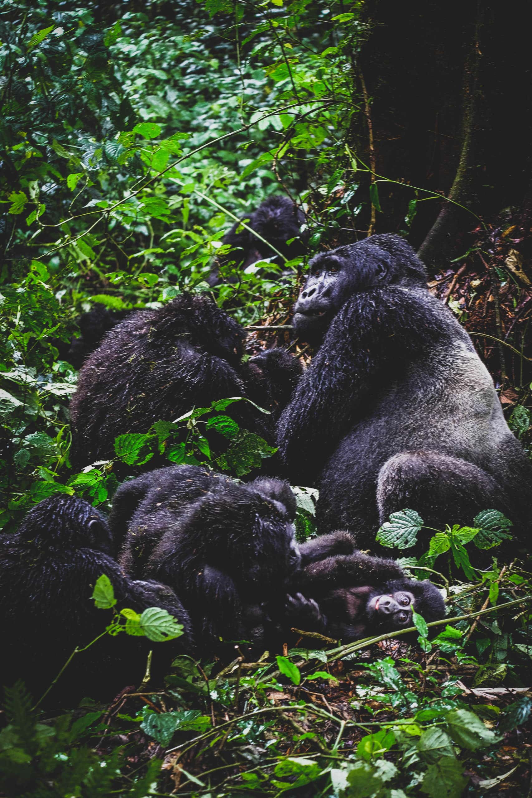 Gorilla Family in Bwindi Impenetrable Forest