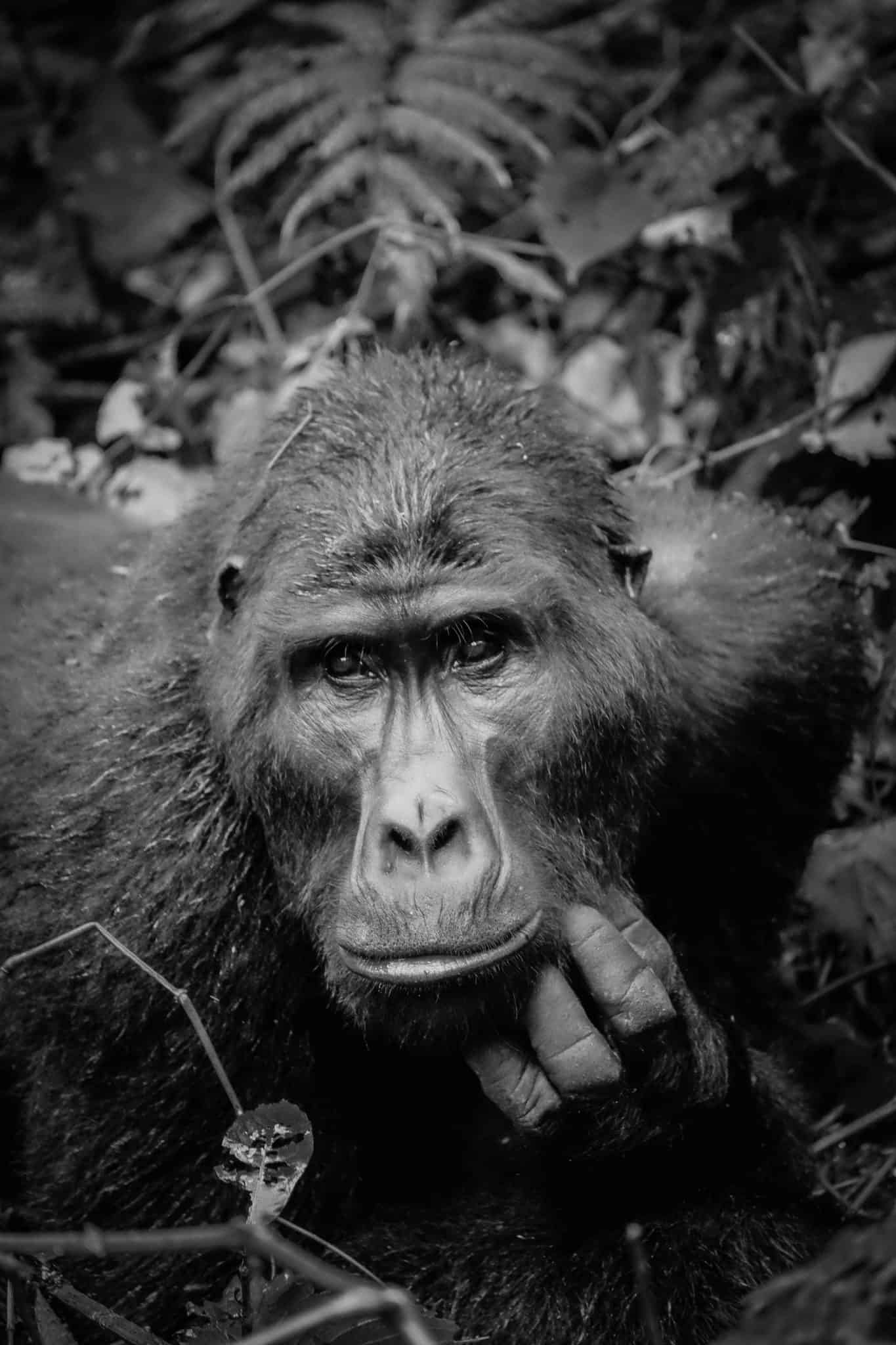 Gorilla in Uganda
