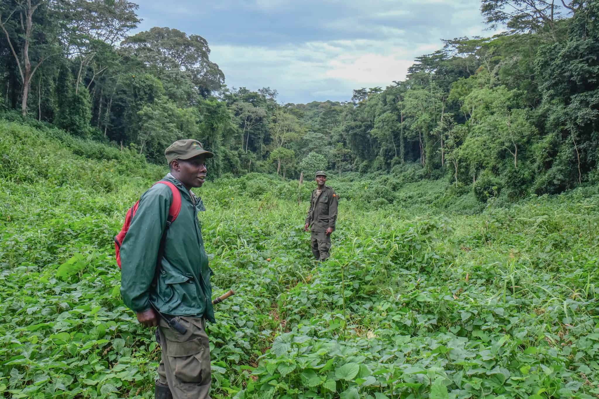 Park Rangers in Bwindi Impenetrable Forest