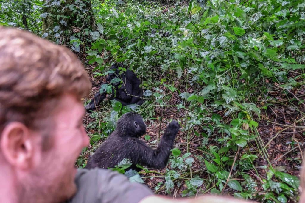 Young Gorilla Interaction